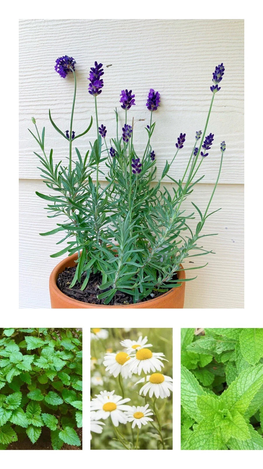 Herbal Tea Garden Seeds - Organic Peppermint, Chamomile, Lavender, Lemon Balm - Non-GMO Herbal Blend