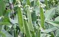 Lincoln Pea Seeds - Heirloom, Non-GMO, 20+ Seeds - Perfect Peas (Pisum sativum)