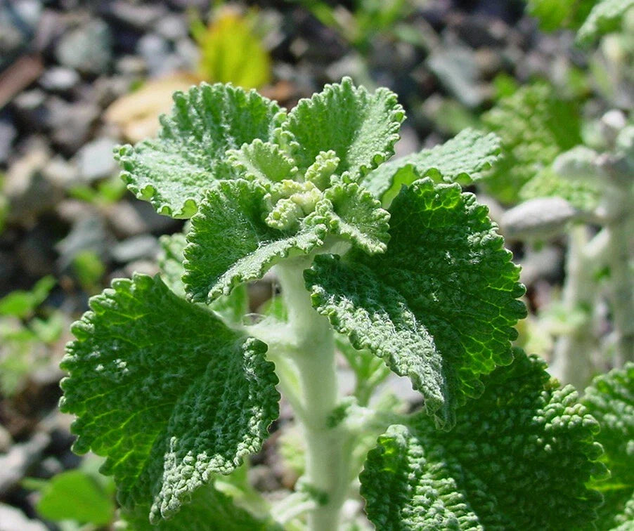 White Horehound Herb Seeds - 250 Pack, Marrubium vulgare, Medicinal Herb, Perennial, Traditional Remedies