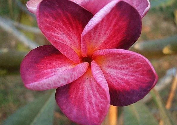 Plumeria Seeds - 5 Bright Pink Purple Flower Plants - Perennial Frangipani (Plumeria spp.)