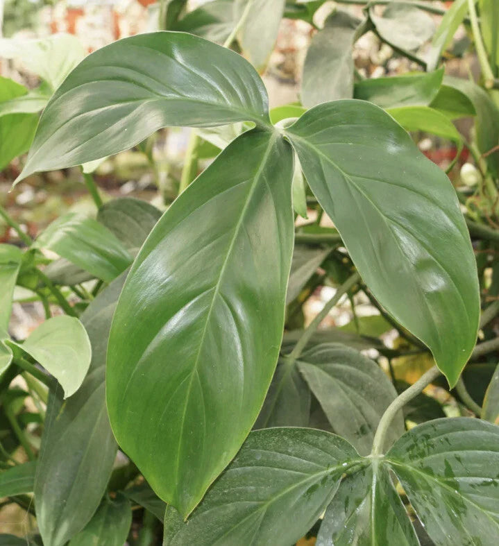 Philodendron Starter Plants Set of 4 | Choose Your Own Variety | Indoor Houseplants | Easy Care Greenery