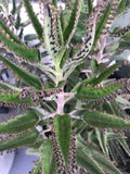 Mother of Millions Baby Plants - 10 Rooted Succulents - Misc Sizes 0.5 to 3 Inches - Kalanchoe delagoensis