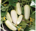 Organic Salt & Pepper Cucumber Seeds - 25+ Seeds - Non-GMO - Cucumis sativus