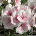 Maverick Appleblossom Geranium Seeds - 25+ Pack - Pelargonium x hortorum - Perfect for Garden - USA Shipping Available