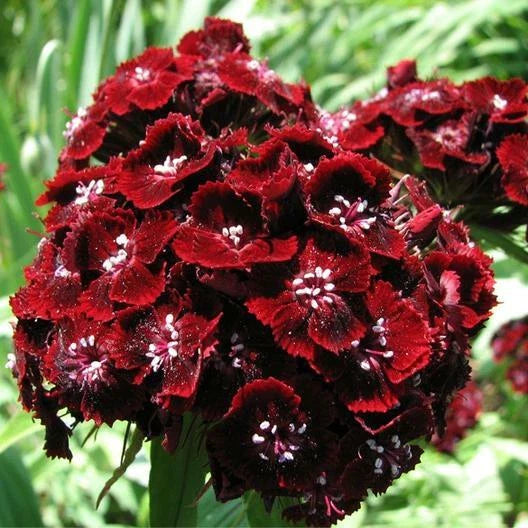 Sweet William Seeds - 200 Non-GMO Seeds - Dianthus DUNETTI Red Spring Blooms - Attracts Butterflies