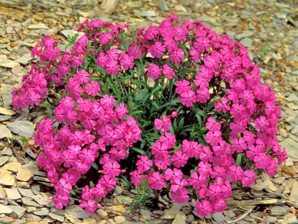 Catchfly Flower Seeds - None So Pretty - Native Wildflower for Patio Containers - Silene armeria