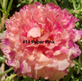 Moss Rose Cuttings - 10 Unrooted Paper Pink - Portulaca Grandiflora