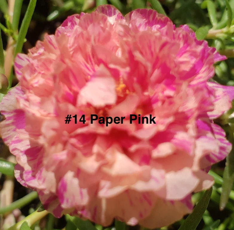 Moss Rose Cuttings - 10 Unrooted Paper Pink - Portulaca Grandiflora