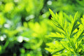 Mugwort Herb Seeds 100 Seeds Artemisia vulgaris Organic Culinary Garden Planting