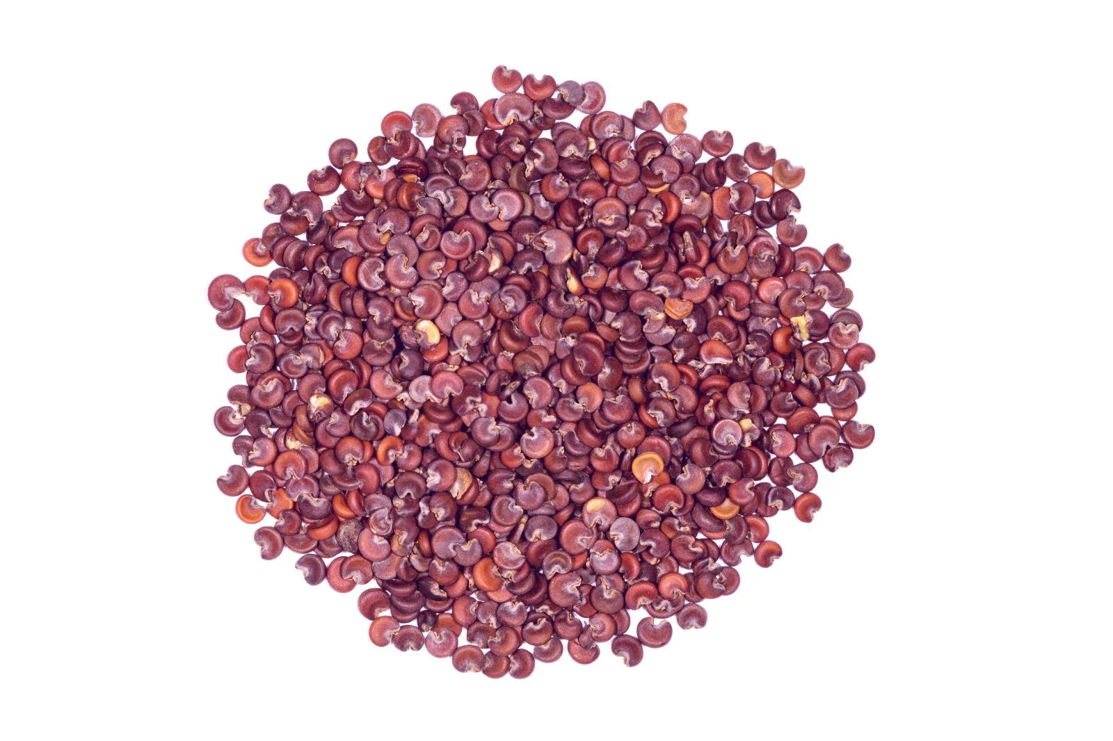 Marshmallow Seeds - 50+ Seeds - Althaea officinalis - Easy to Grow, Flowering Plant, Hummingbird Friendly, Therapeutic Benefits