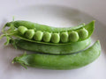 Wando Pea Seeds - Fresh Pea Seed Variety - Pisum sativum - Non-GMO, Heirloom, FREE Shipping
