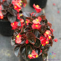 Cocktail Vodka Begonia Seeds - 25+ Pack - Ideal for Garden Planting - USA