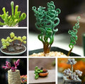 Mixed Succulent Plant Seeds, 100pcs, Assorted Varieties, Ideal for Gardening, Indoor Plants, Cacti & Succulents