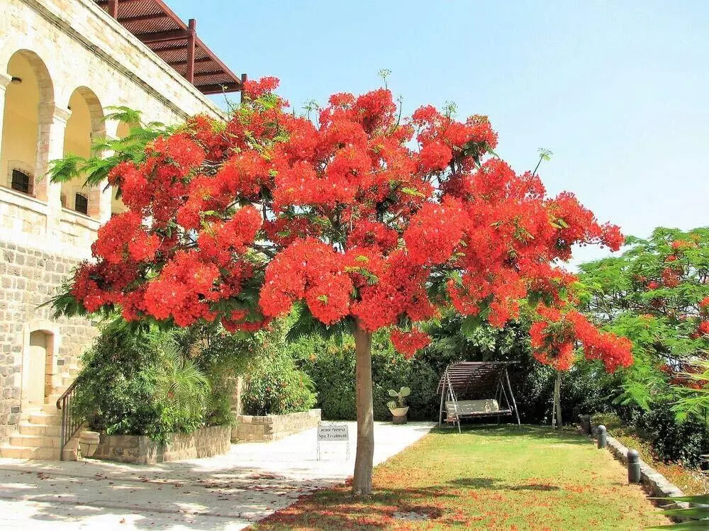 Royal Poinciana Tree Seeds - 10 Pack - Delonix Regia - Red Flame Flamboyant Flower Seeds