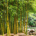 Bamboo Seeds - 50 Clumping Yellow Groove Privacy Plants for Garden - Shade Screen (Bambusa vulgaris var. wamin)