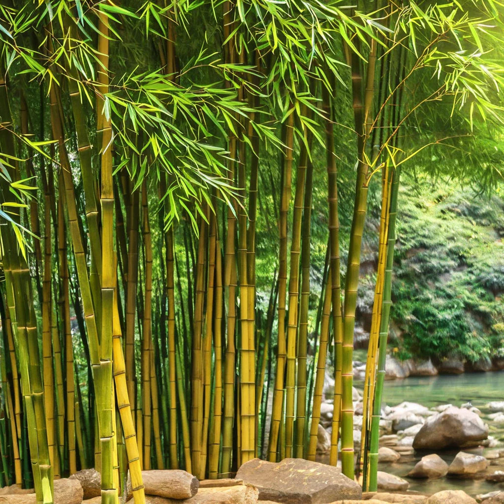 Bamboo Seeds - 50 Clumping Yellow Groove Privacy Plants for Garden - Shade Screen (Bambusa vulgaris var. wamin)