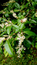 30 Bare Root Chinese Privet Hedge Plants, Live, Ligustrum sinense, 5-8 Inches, Ideal for Privacy and Landscaping