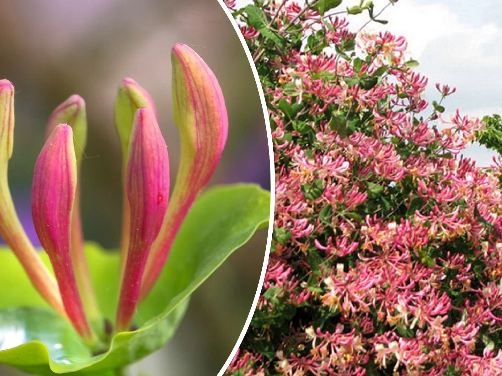 Pink Honeysuckle Seeds - 20 Pack | Flowering Climbing Vine, Lonicera hispidula
