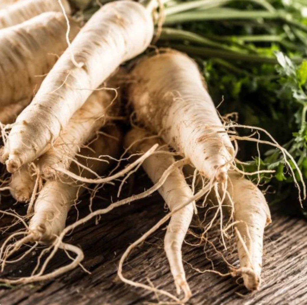 Hollow Crown Parsley Parsnip Seeds - NON GMO - 125 Day Harvest - Pastinaca sativa