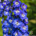 Magic Fountains Dark Blue & White Bee Delphinium Seeds - 200+ Count - Delphinium elatum