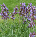Sage Seeds - 100 Non-GMO Broadleaf Perennial Seasoning for Teas - Salvia officinalis
