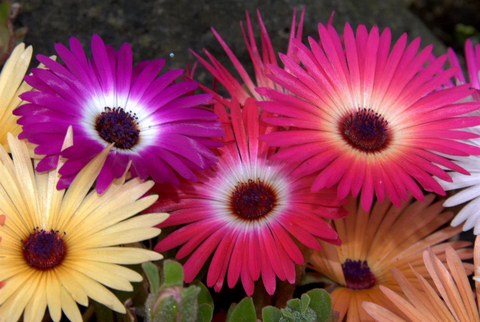 Ice Plant Seeds - 1430 Count - Mesembryanthemum Crystallinum - Livingstone Daisy - Bulk Buy with Free Shipping