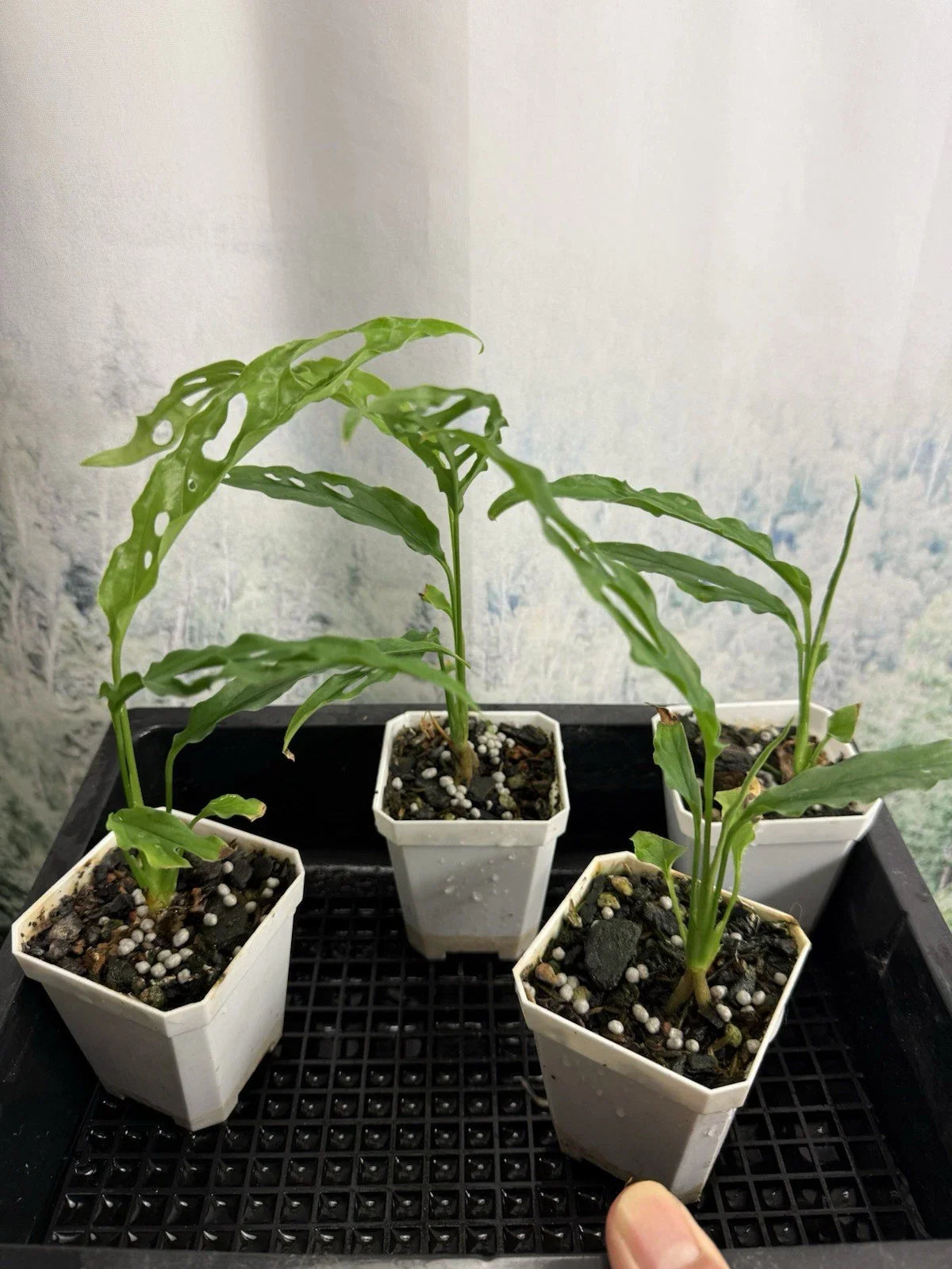 Monstera obliqua ‘Peru’ - Small Live Plant, Rare Tropical Houseplant, Indoor Foliage Plant, Easy Care Greenery