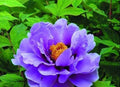 Peony Seeds 10pc Flower Garden Plant Exotic Variety Paeonia spp. USA Seller Free Shipping