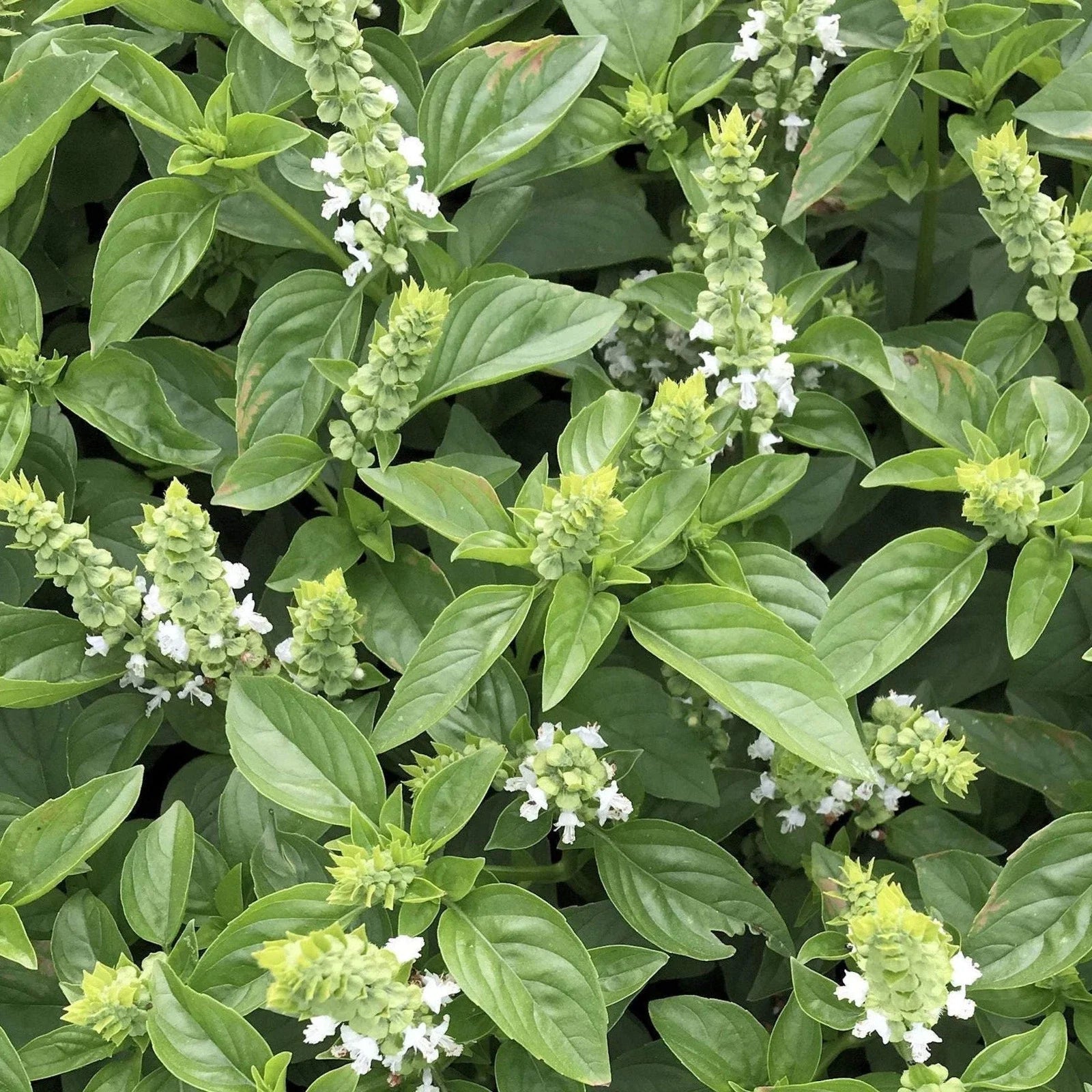Lime Basil Seeds - 2025 Planting - Ocimum Americanum Kemangi Bai Manglak - Heirloom Culinary Herb Seeds