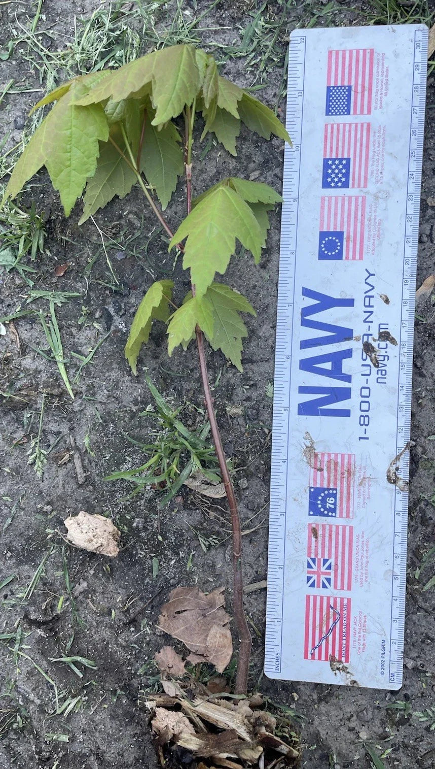 Well Rooted Maple Tree 11"-12" - Unknown Variety - Perfect for Landscaping - Acer spp.