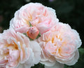 Moonlight in Paris Rose Live Plants 4" Pot, Hybrid Tea Rose, Fragrant Blooms, Rosa 'Moonlight in Paris'