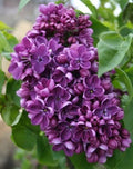 Purple Lilac Seeds - 25 Count - Fragrant Hardy Perennial Flower - Syringa vulgaris - US Seller