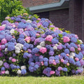 3 in 1 Hydrangea Seeds - Perennial Flower Bush Mix for Garden - Hydrangea macrophylla
