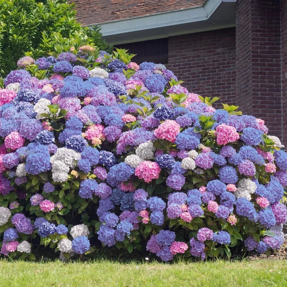 3 in 1 Hydrangea Seeds - Perennial Flower Bush Mix for Garden - Hydrangea macrophylla