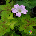 Dawn Time Geranium Seeds - 25+ Pack for Garden Planting - Pelargonium 'Dawn Time' - USA