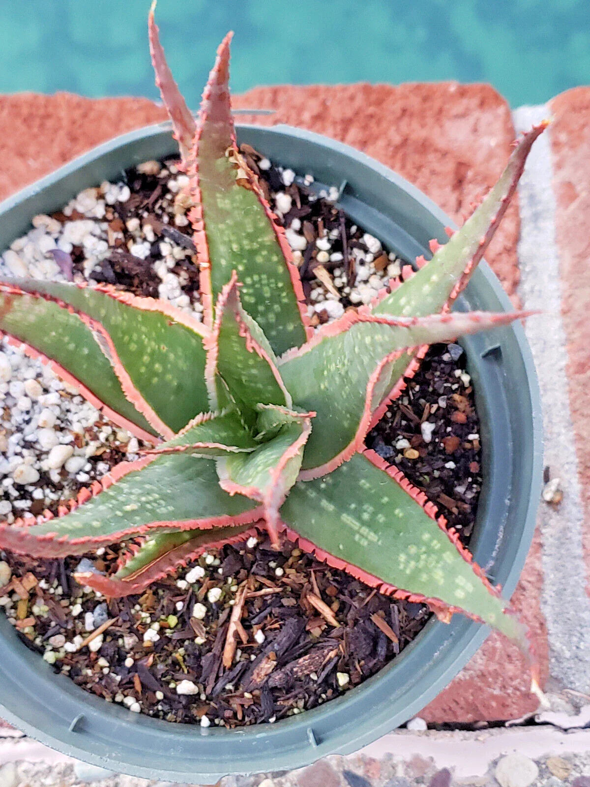 Aloe 'Krakatoa' Potted Plant - 5" Diameter - Mature with Beautiful Red Edge Teeth - Succulent Houseplant