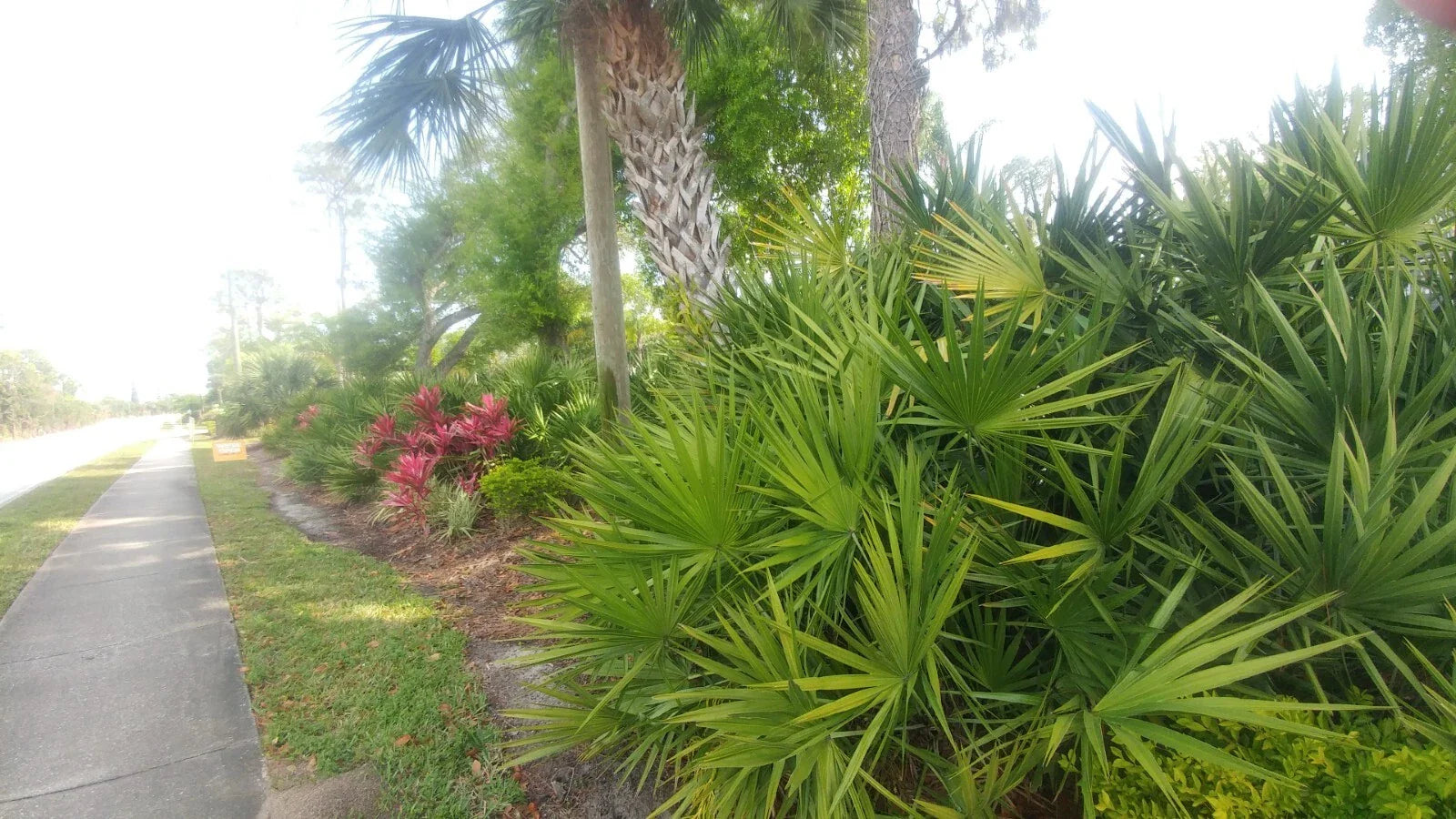 Florida Sabal Palmetto Palm Tree - 12"-20" Live Garden Plant - 2 Years Old, Rooted, Outdoor Tropical Plant