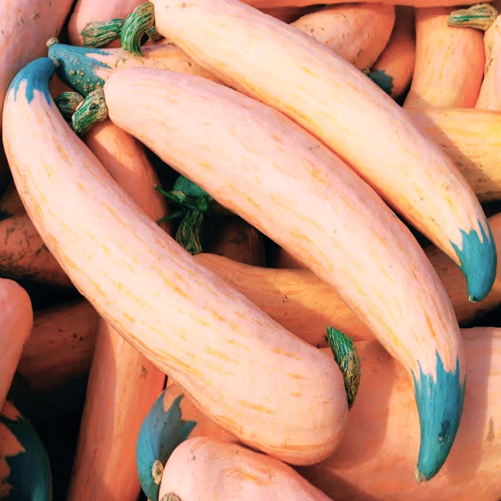 North Georgia Candy Roaster Seeds | Pink Banana Pumpkin Winter Squash Seeds | Cucurbita maxima 2025