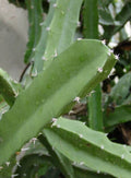 Acanthocereus Tetragonus Cutting, 6 Inch Triangle Cactus, White Pitaya, Succulent Plant