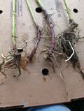 Organic Red Jerusalem Artichoke Roots for Planting, Large & Medium, Helianthus tuberosus, Non-GMO, Perennial Tubers