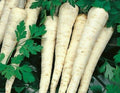 Hamburg Rooted Parsley Seeds 500+ Count Herb Petroselinum crispum Garden Seeds