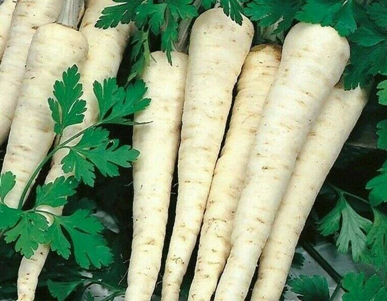 Hamburg Rooted Parsley Seeds 500+ Count Herb Petroselinum crispum Garden Seeds
