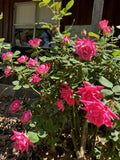 Double Pink Knock Out Roses Rooted Cuttings, Live Plants, Rosa 'Knock Out'