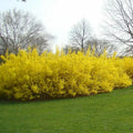 Forsythia Cuttings - 10 No Roots 5-8 Inches Long - Root in Water or Soil - Forsythia spp.