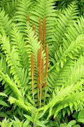 Cinnamon Fern Bare Root Plant | Osmunda cinnamomea | Hardy Perennial Fern for Shade Gardens