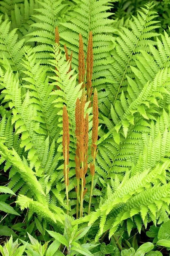 Cinnamon Fern Bare Root Plant | Osmunda cinnamomea | Hardy Perennial Fern for Shade Gardens