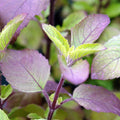 Red Leaf Holy Basil Seeds - Ocimum Sanctum Tenuiflorum Tulasi - Ideal for 2025 Planting