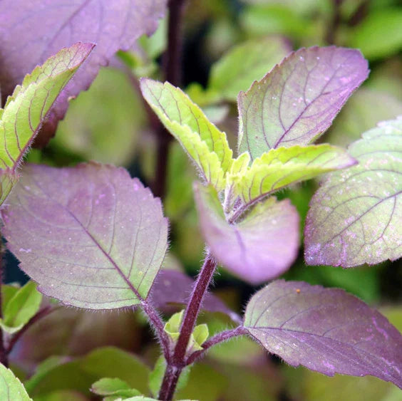 Red Leaf Holy Basil Seeds - Ocimum Sanctum Tenuiflorum Tulasi - Ideal for 2025 Planting