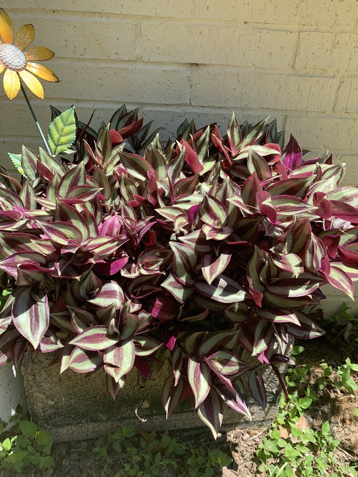 Wandering Jew Plant Cuttings - 5+ Organic Purple Tradescantia Zebrina Live Cuttings for Propagation