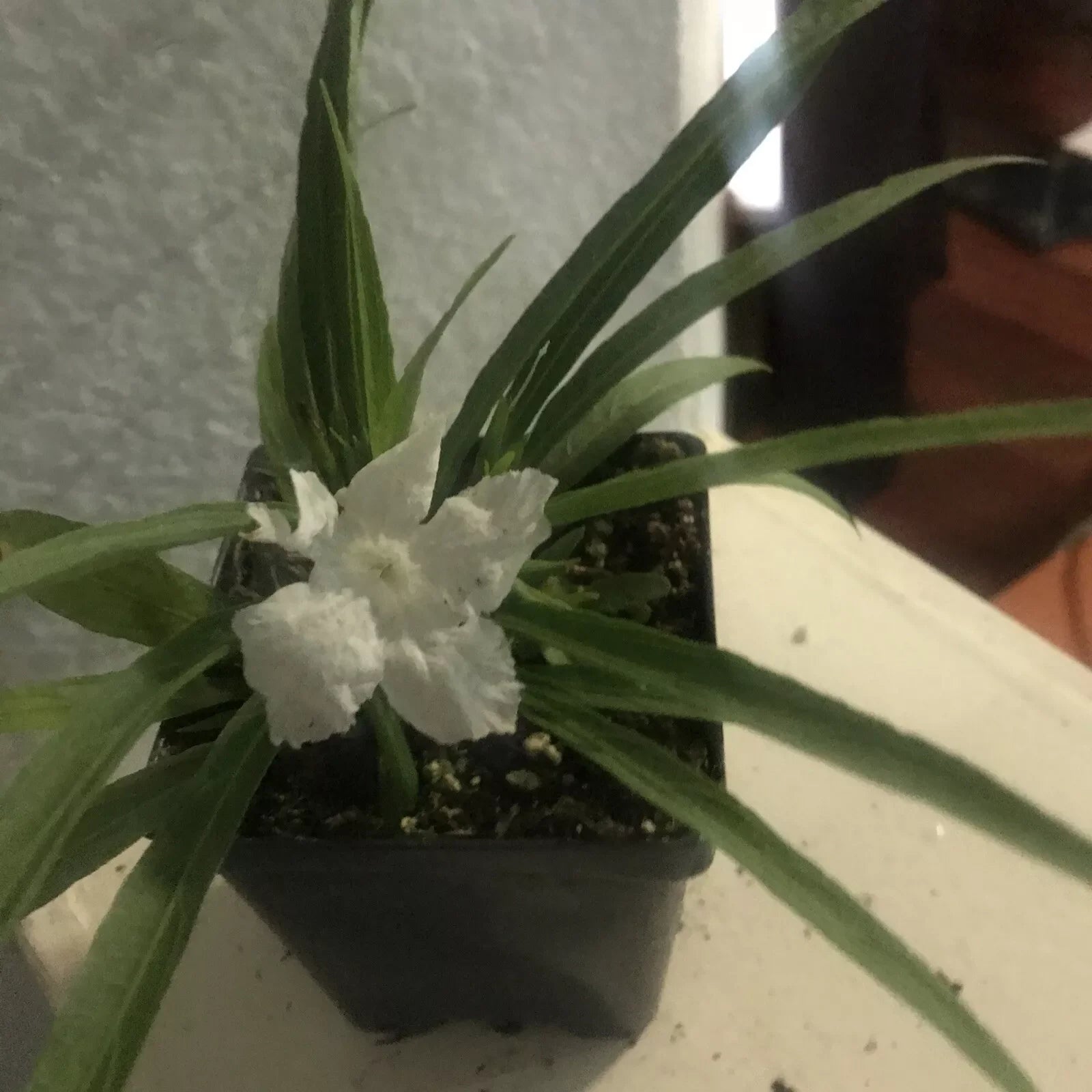 Tropical White Mexican Petunia Plant 4 Inch Pot Well Rooted – Ruellia simplex